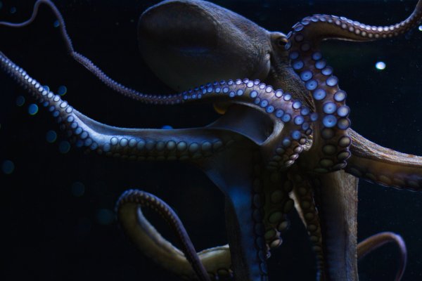 Кракен магазин kraken clear com